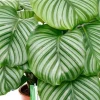 Calathea orbifolia - Pauwenplant