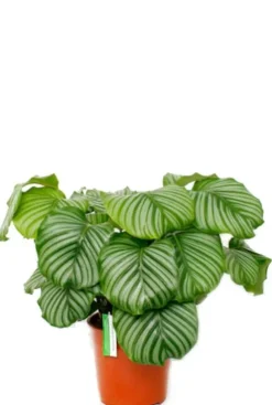 Calathea orbifolia - Pauwenplant