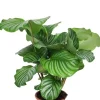 Calathea Orbifolia Rhythm of Nature - Pauwenplant