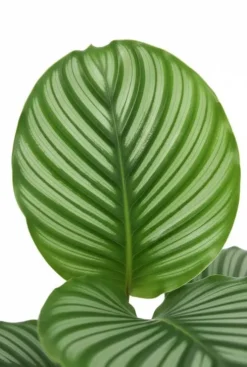 Calathea Orbifolia Rhythm of Nature - Pauwenplant