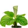 Calathea orbifolia - Stekje