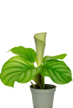 Calathea orbifolia - Stekje