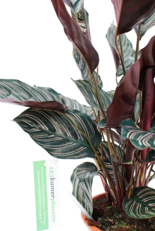 Calathea Ornata - Pauwenplant
