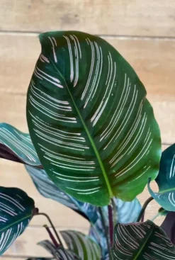 Calathea Ornata - Pauwenplant