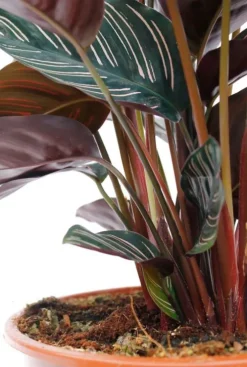 Calathea Ornata - Pauwenplant
