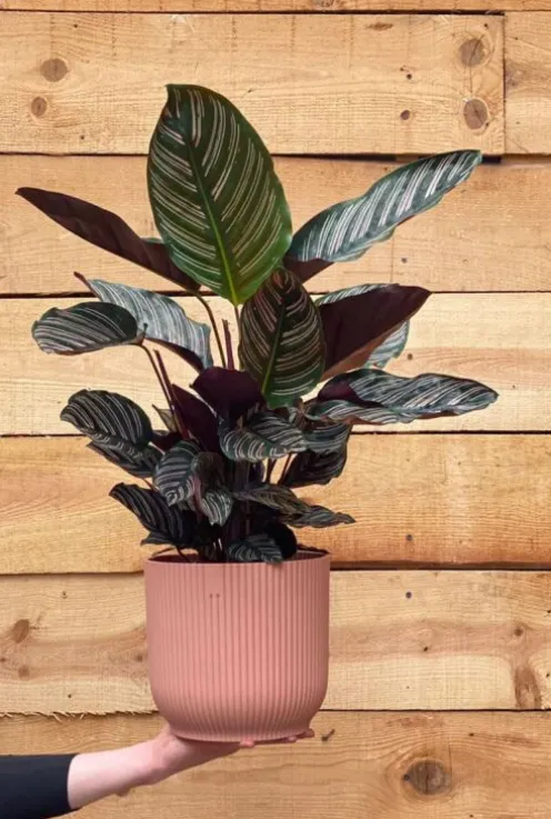 Calathea Ornata - Pauwenplant