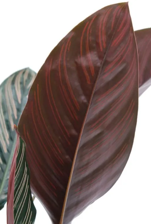 Calathea Ornata - Pauwenplant