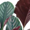 Calathea ornata - Pauwenplant