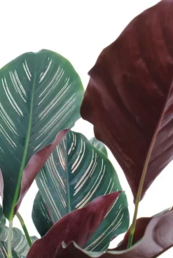 Calathea ornata - Pauwenplant