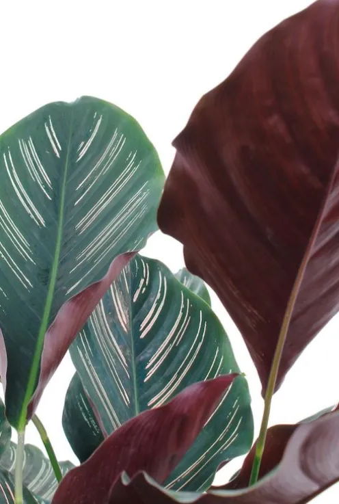 Calathea ornata - Pauwenplant