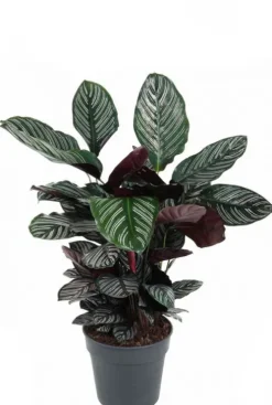 Calathea ornata - Pauwenplant