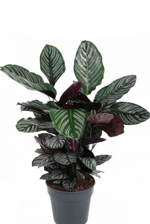 Calathea ornata - Pauwenplant