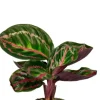 Calathea Roseopicta Illustrious - Stekje