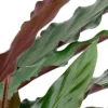 Calathea rufibarba wavestar - Pauwenplant