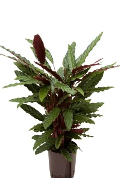 Calathea rufibarba wavestar - Pauwenplant