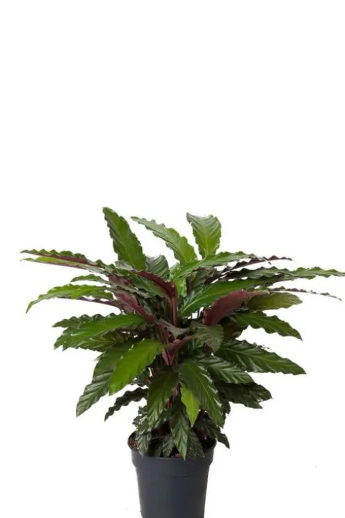 Calathea rufibarba Wavestar - Pauwenplant