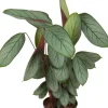 Calathea Silverstar - Pauwenplant