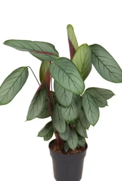 Calathea Silverstar - Pauwenplant