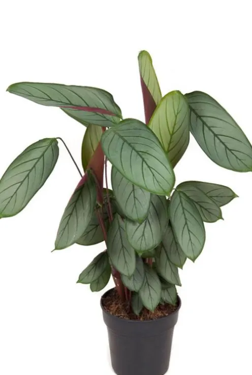 Calathea Silverstar - Pauwenplant