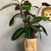 Calathea Warscewiczii - Pauwenplant