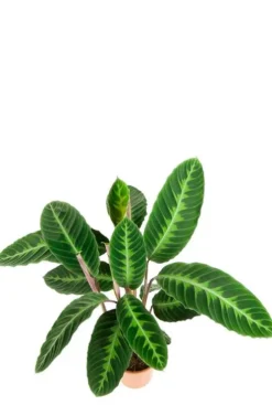 Calathea Warscewiczii - Pauwenplant