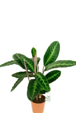 Calathea Warscewiczii - Pauwenplant