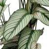 Calathea Whitestar - Pauwenplant