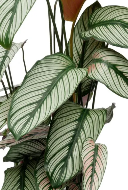Calathea Whitestar - Pauwenplant