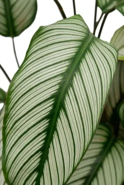 Calathea Whitestar - Pauwenplant