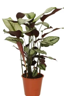 Calathea Whitestar - Pauwenplant