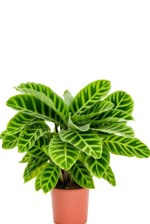 Calathea zebrina - Pauwenplant