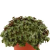 Callisia Turtle - Schildpadplant