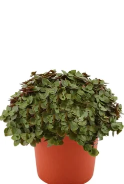 Callisia Turtle - Schildpadplant