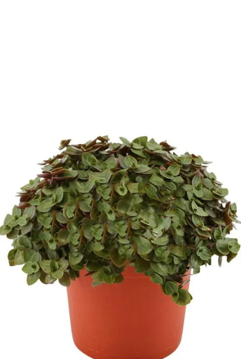 Callisia Turtle - Schildpadplant