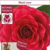Camellia Japonica 'Black Lace'