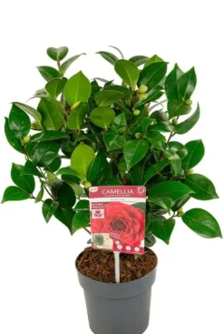 Camellia Japonica 'Black Lace'