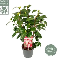 Camellia Japonica 'Winter Festival'