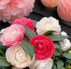 Camellia Japonica 'Winter Festival'