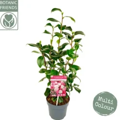 Camellia Japonica 'Winter Festival'