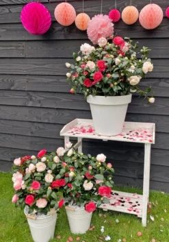 Camellia Japonica 'Winter Festival'