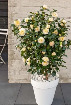 Camellia William Bartlett 'Jury's Yellow'