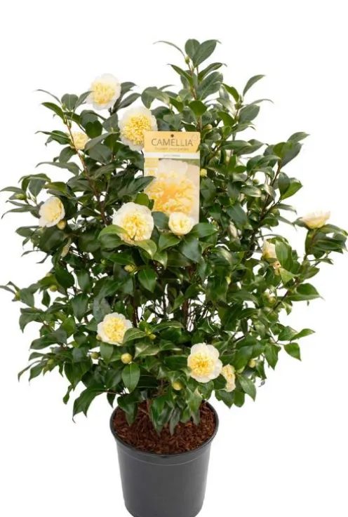 Camellia William Bartlett 'Jury's Yellow'