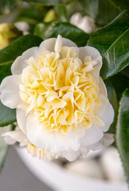 Camellia William Bartlett 'Jury's Yellow'