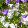 Campanula carpatica Weisse Clips - Karpatenklokje
