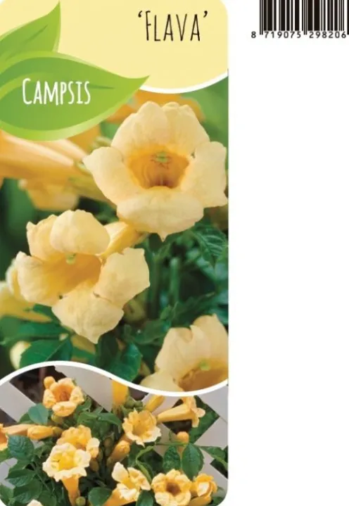 Campsis Radicans 'Flava' - Gele trompetklimmer