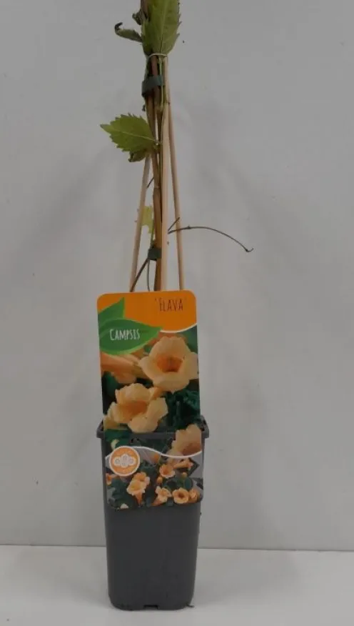 Campsis Radicans 'Flava' - Gele trompetklimmer