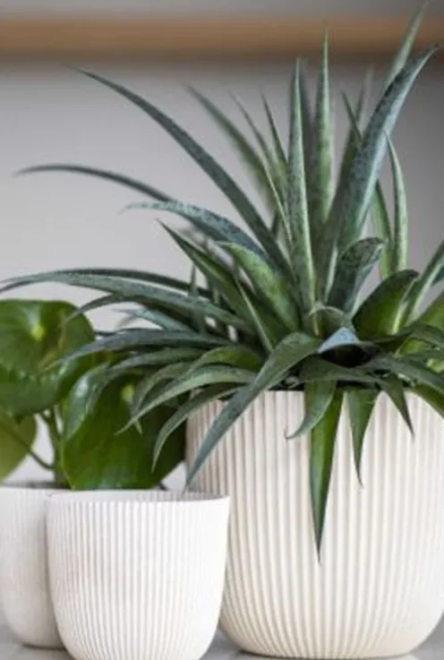 Capi Nature Groove Pot - Wit