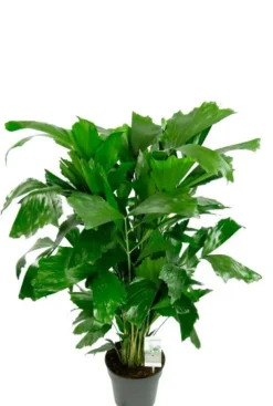 Caryota mitis - Vissenstaartpalm
