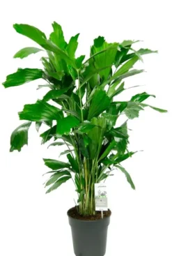 Caryota mitis - Vissenstaartpalm