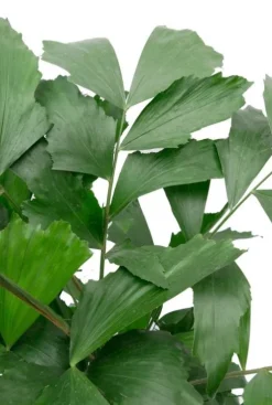 Caryota mitis - Vissenstaartpalm